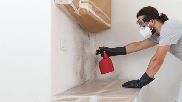 Professional Basement Mold Remediation technician working in Gotha, FL